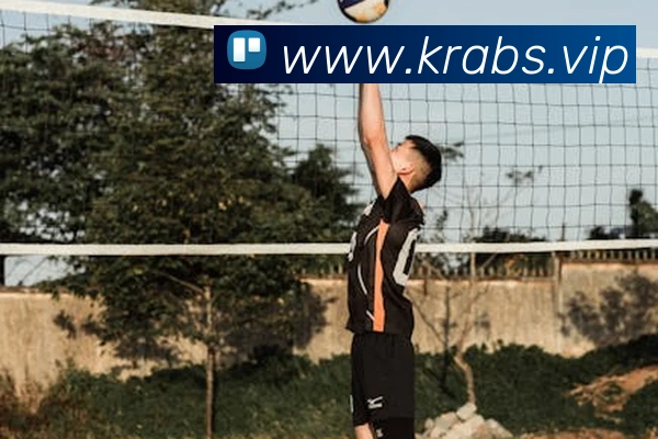 世界杯投票网站平台生态图